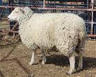 Sheep Trax Lacey 282L